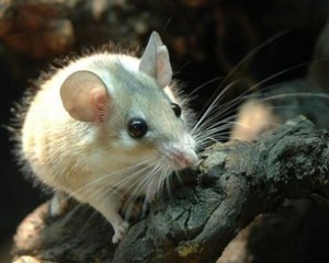акомис-иглистая мышь
