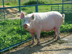 Белая порода свиней
