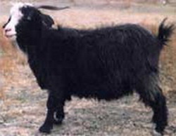 Черная пуховая коза