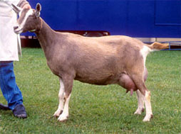 Тоггенбургская коза