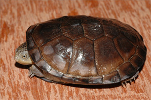 пеломедузовая черепаха